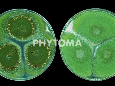 Aspergillus flavus 